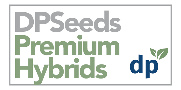 DP Seeds Hybrid Varieties