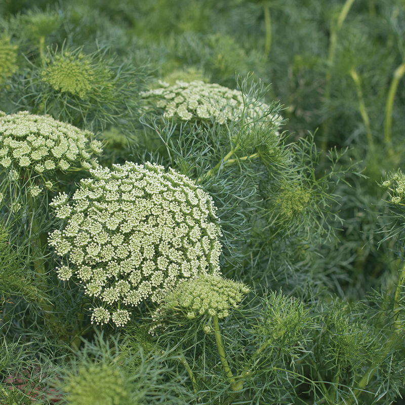 Green Mist - Ammi
