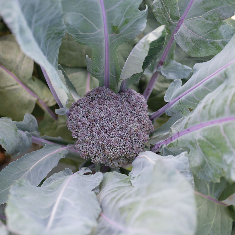 Purple Magic Broccoli Seeds