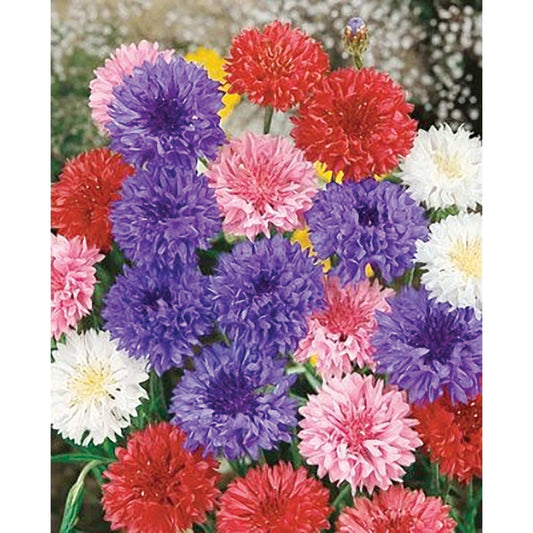 Polka Dot Mix Bachelor Buttons Seeds