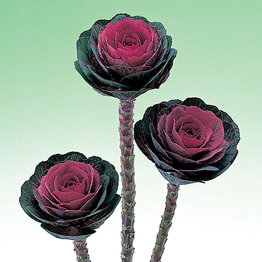 Red Crane Ornamental Flowering Cabbage/Kale Seeds