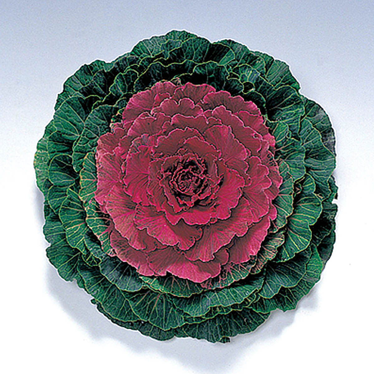 Pigeon Red F1 Hybrid Ornamental Flowering Cabbage/Kale Seeds