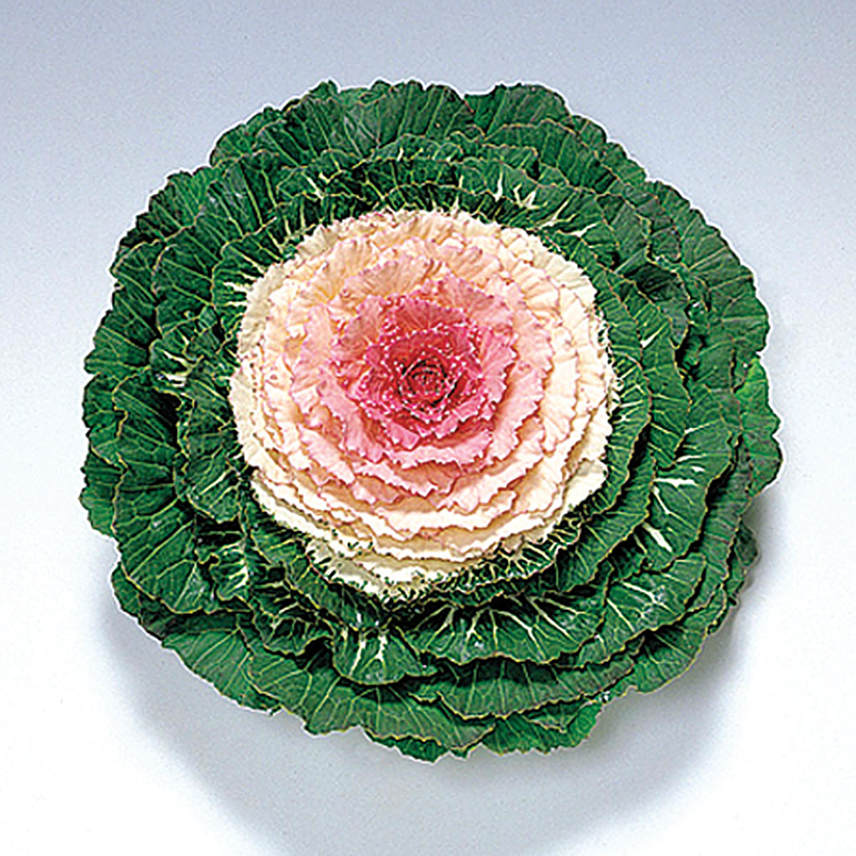Pigeon Victoria F1 Hybrid Ornamental Flowering Cabbage/Kale Seeds