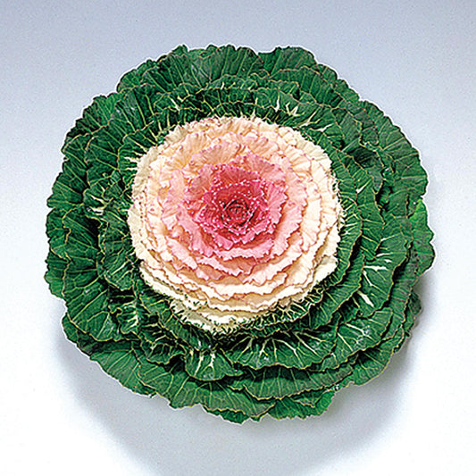 Pigeon Victoria F1 Hybrid Ornamental Flowering Cabbage/Kale Seeds