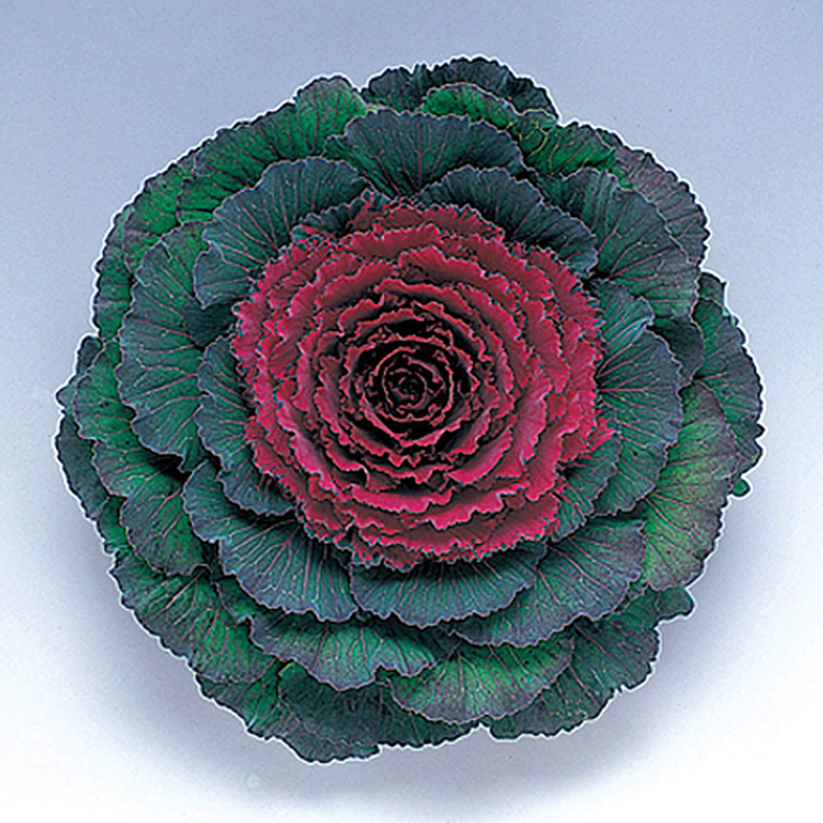 Pigeon Purple F1 Hybrid Ornamental Flowering Cabbage/Kale Seeds