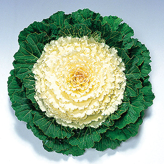 Pigeon White F1 Hybrid Ornamental Flowering Cabbage/Kale Seeds