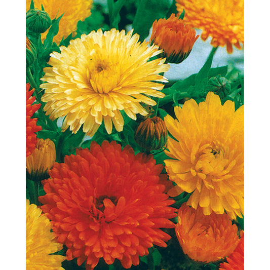 Pacific Beauty Mix Calendula Seeds