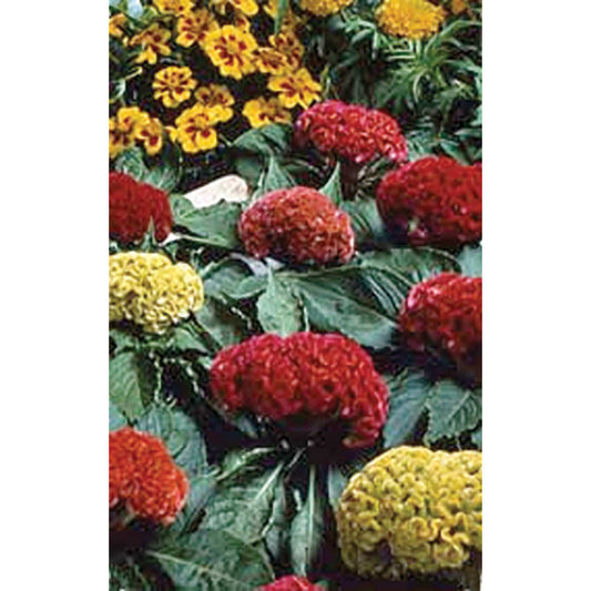 Cockscomb Mix Crested Type Celosia Seeds