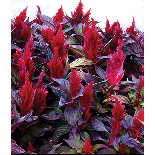 New Look Plumed/Feather Type Celosia Seeds