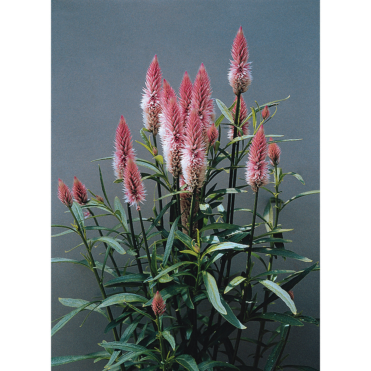 Flamingo Feather Plumed/Feather Type Celosia Seeds