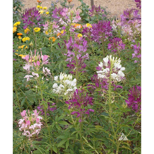 Queen Mix Cleome Seeds