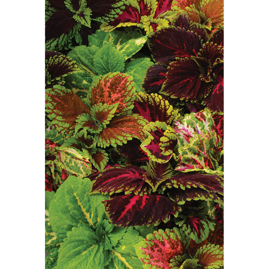 Kong Mix Coleus Seeds