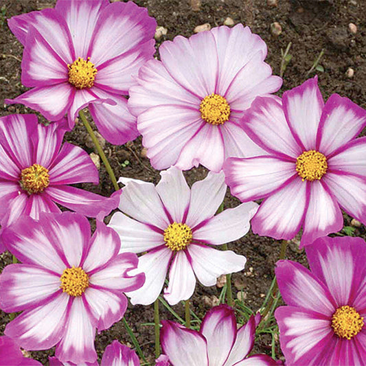Candystripe Cosmos Seeds