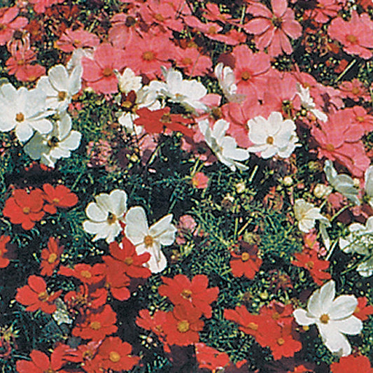 Sensation Mixed Cosmos Seeds