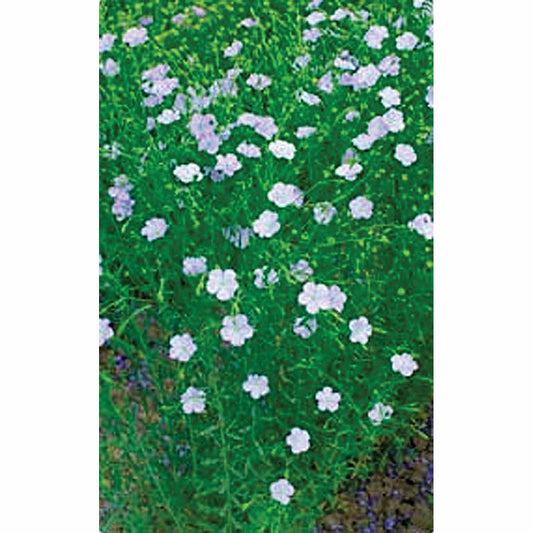Long Stem Flax Seeds