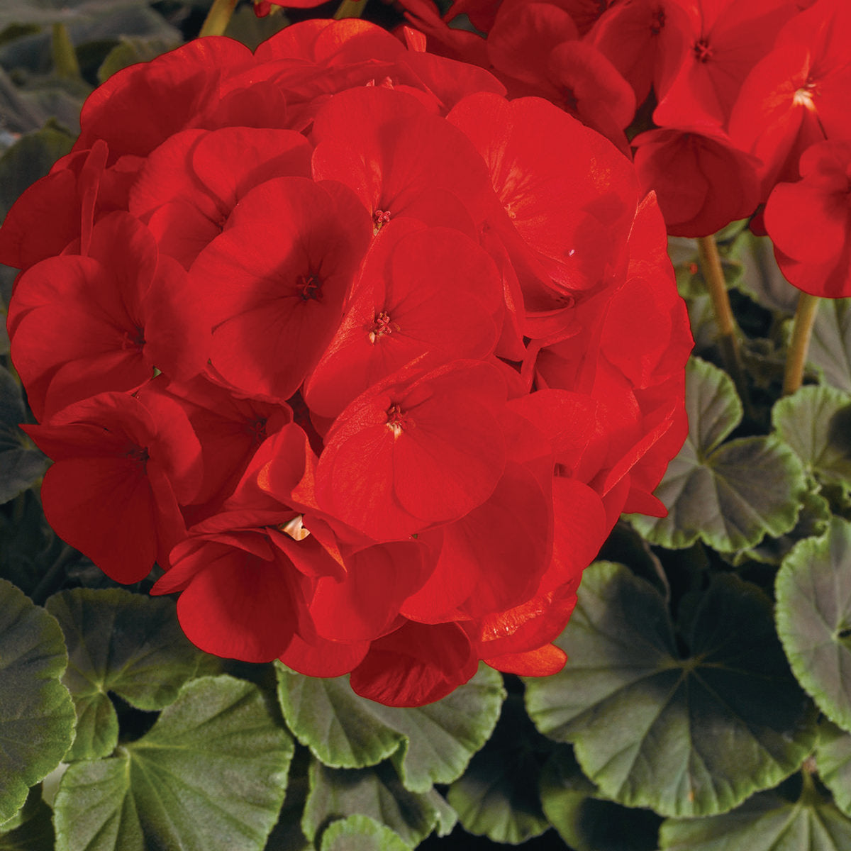 Bullseye Scarlet Geranium Seeds