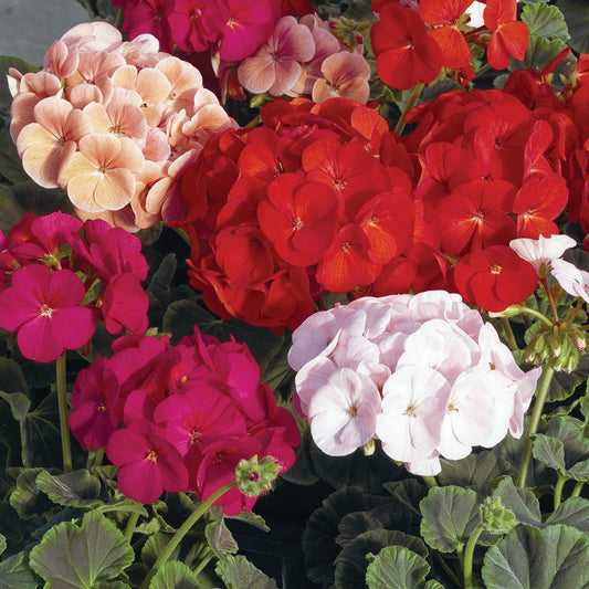 Bullseye Mix Geranium Seeds