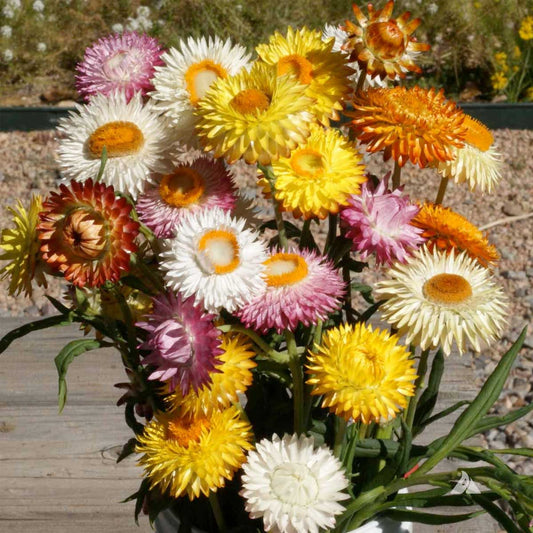 Tall Mix Strawflower Seeds