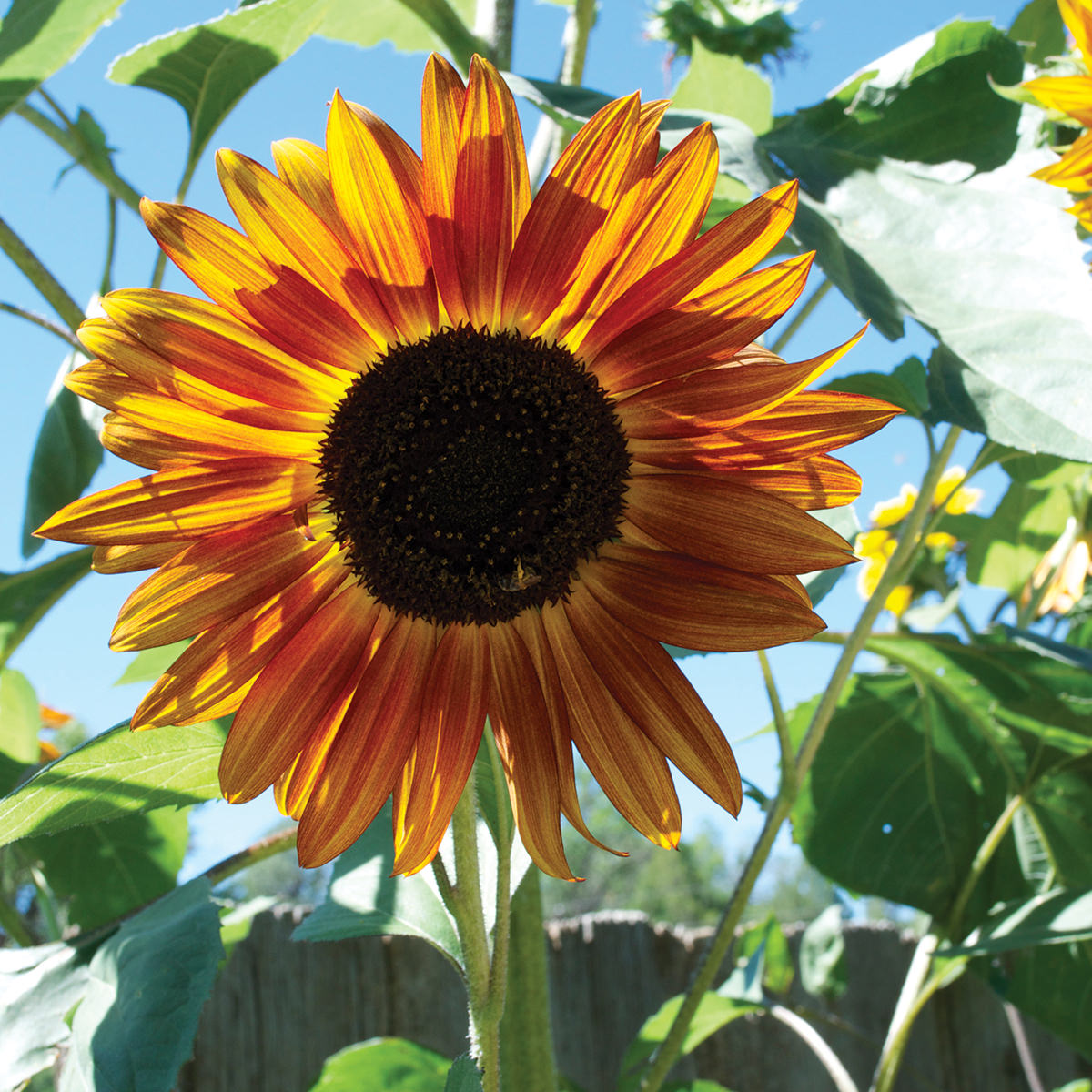 Certified Organic Autumn Beauty Mix Sunflower Seeds