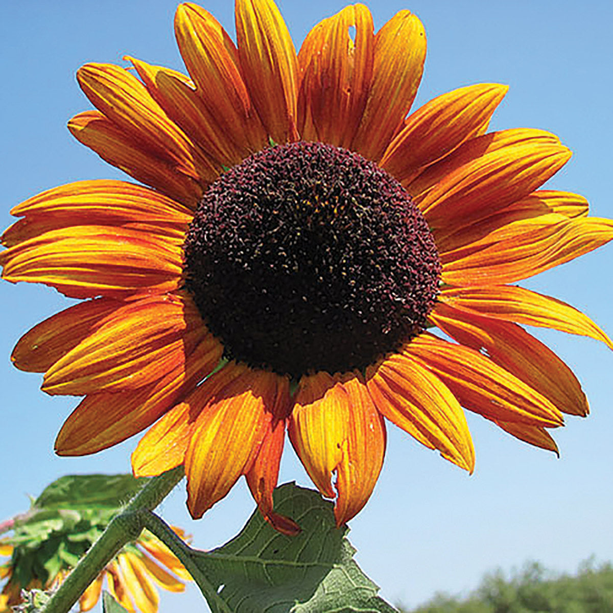 Certified Organic Autumn Beauty Mix Sunflower Seeds