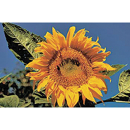 Certified Organic Mammoth Grey Sunflower Seeds