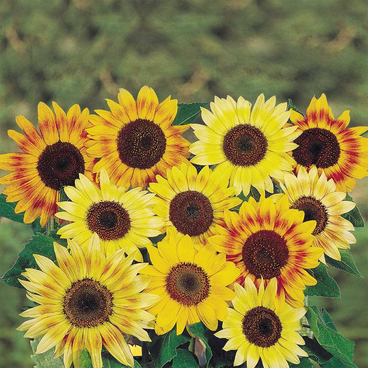 Music Box Mix Sunflower Seeds