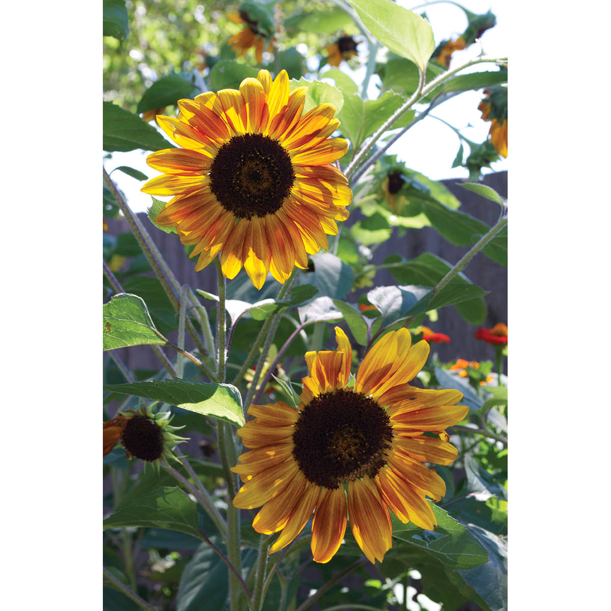 Music Box Mix Sunflower Seeds
