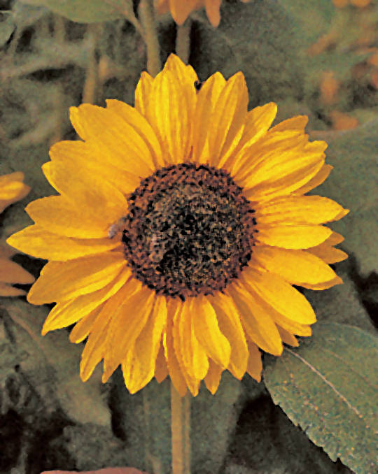 Sonja Sunflower Seeds