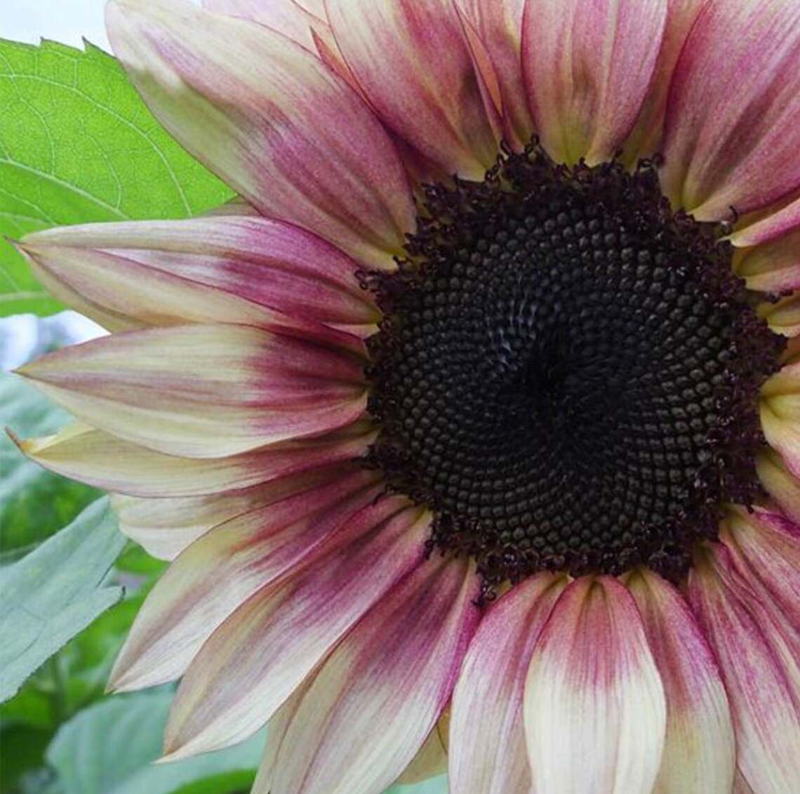 Plum Pro-Cut Pollenless Sunflower Seeds