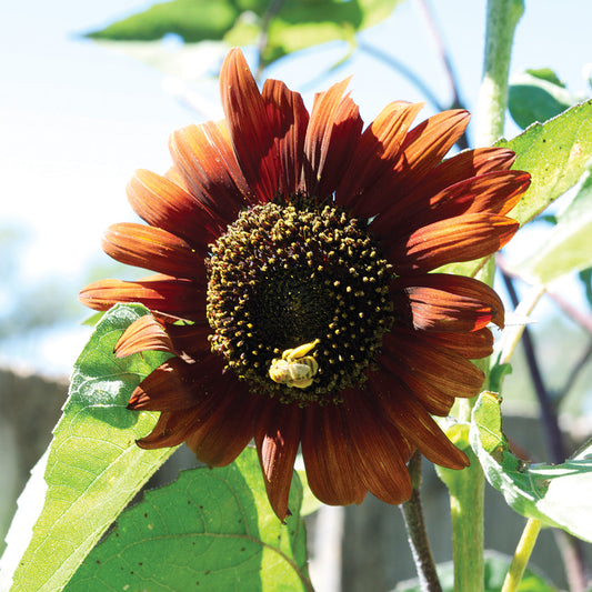 Velvet Queen Sunflower Seeds