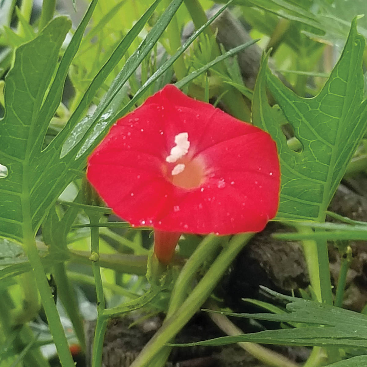 Cardinal Climber Seeds