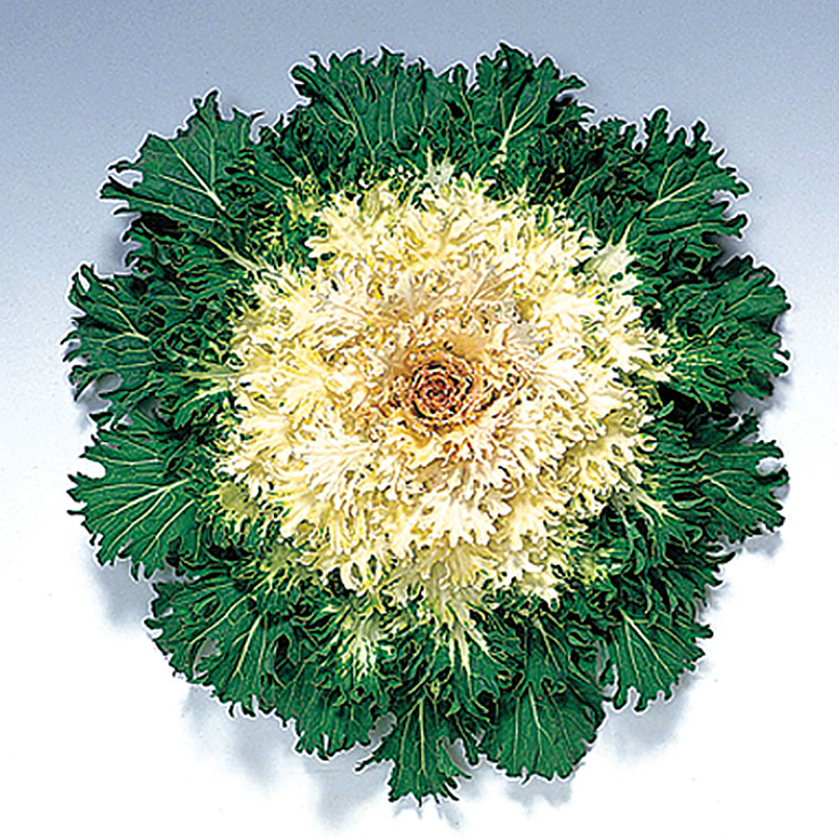 Coral Prince Ornamental Flowering Cabbage/Kale Seeds