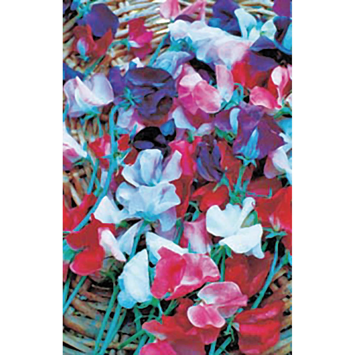 Bijou Mix Sweet Pea Seeds