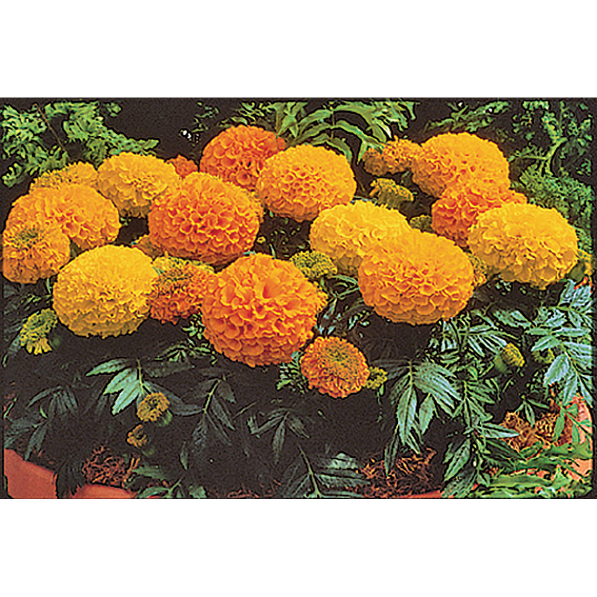 Antigua Hybrid Mix Marigold Seeds