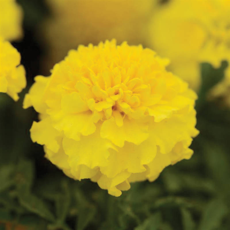 Marigold Hot Pak Yellow French Type Marigold Seeds