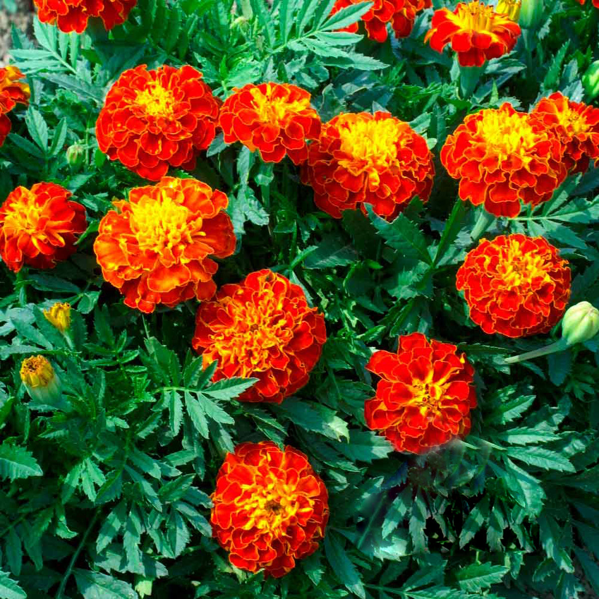 Red Cherry French Type Marigold Seeds