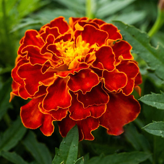 Red Cherry French Type Marigold Seeds