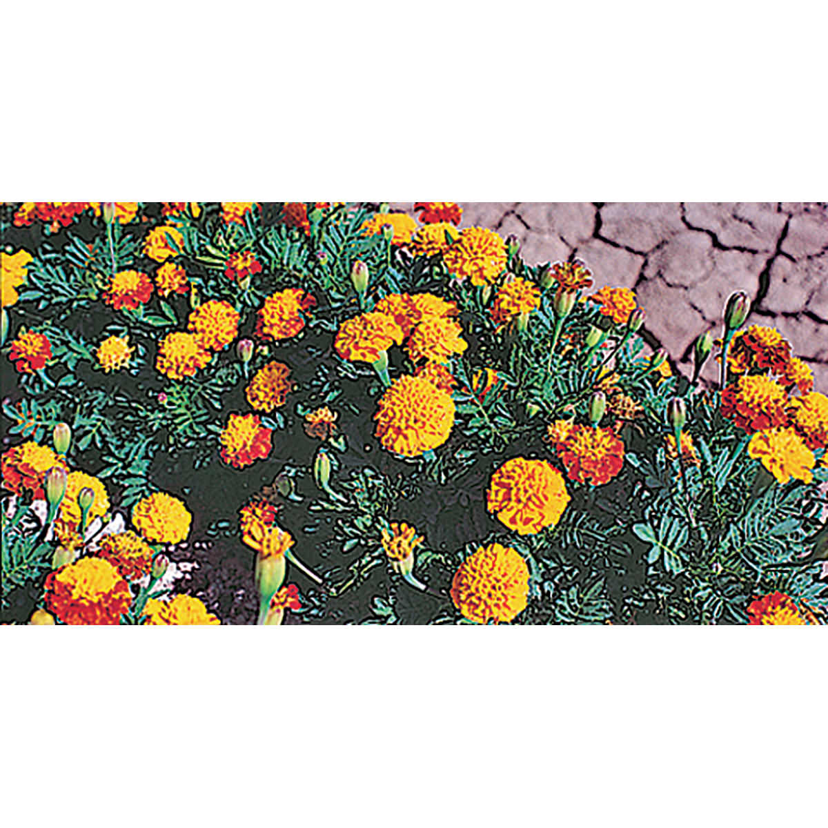 Petite Mix French Type Marigold Seeds