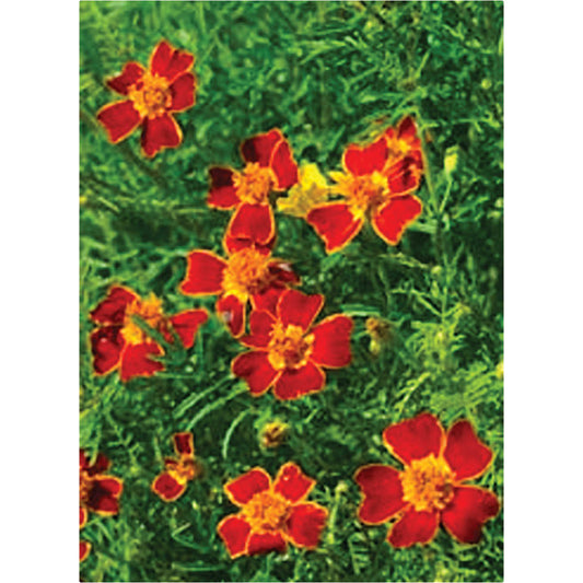 Gem Red Signet Type Marigold Seeds
