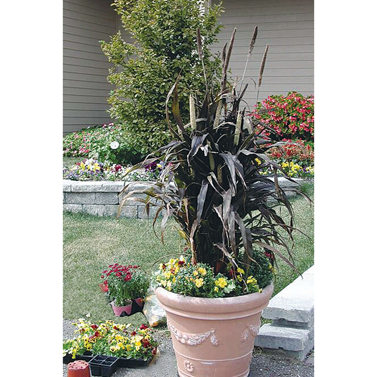 Purple Majesty F1 Hybrid Ornamental Millet Seeds