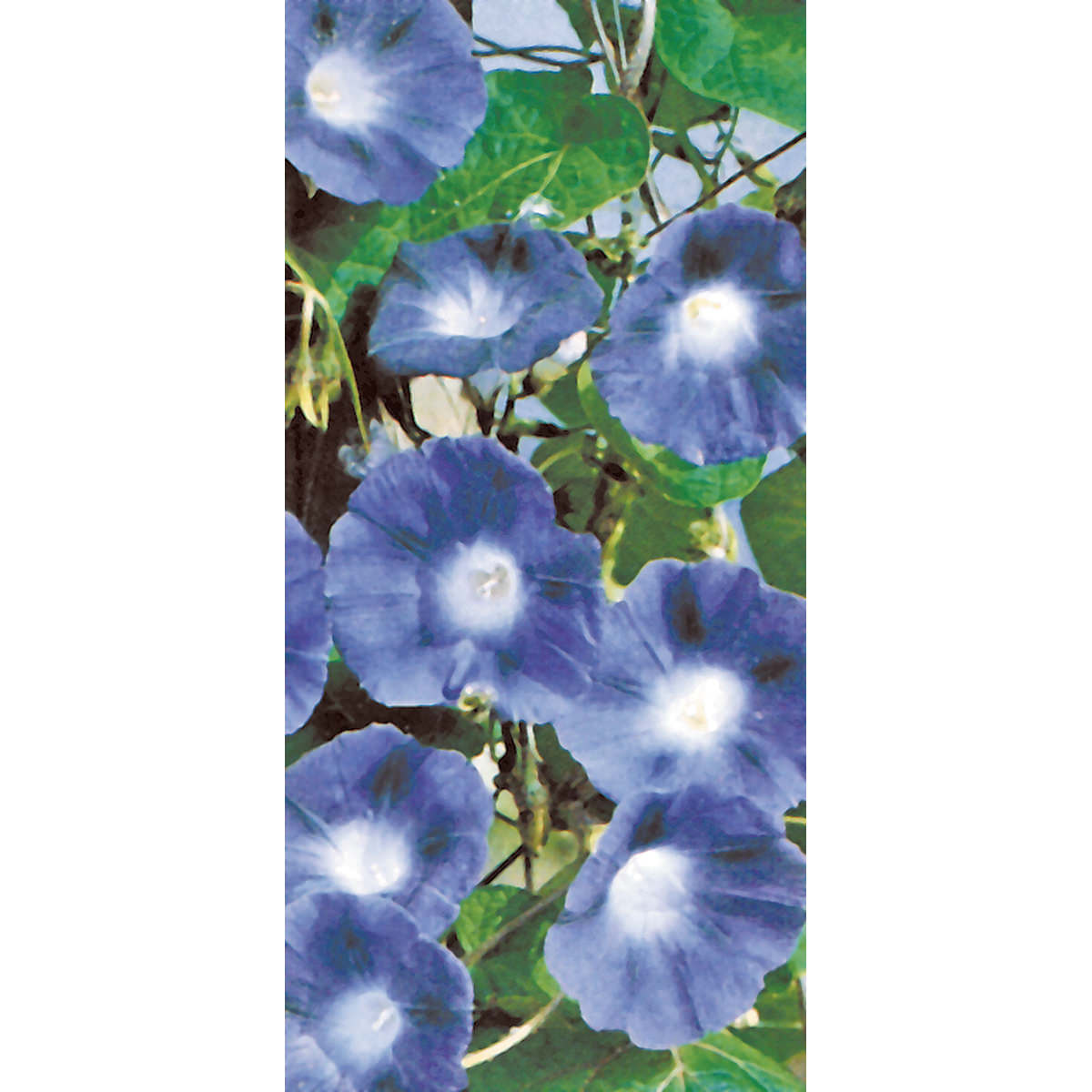 Heavenly Blue Morning Glory Seeds