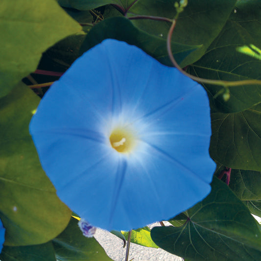 Heavenly Blue Morning Glory Seeds