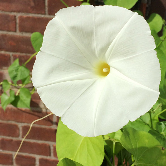 Pearly Gates Morning Glory Seeds