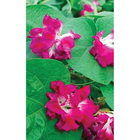 Ruffled Morning Glory Seeds