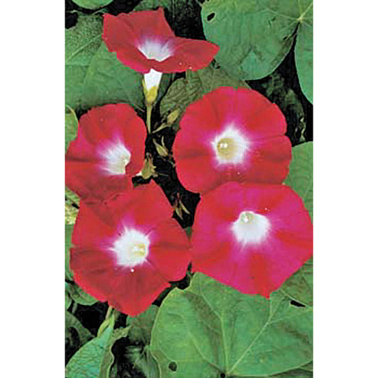 Crimson Rambler Morning Glory Seeds