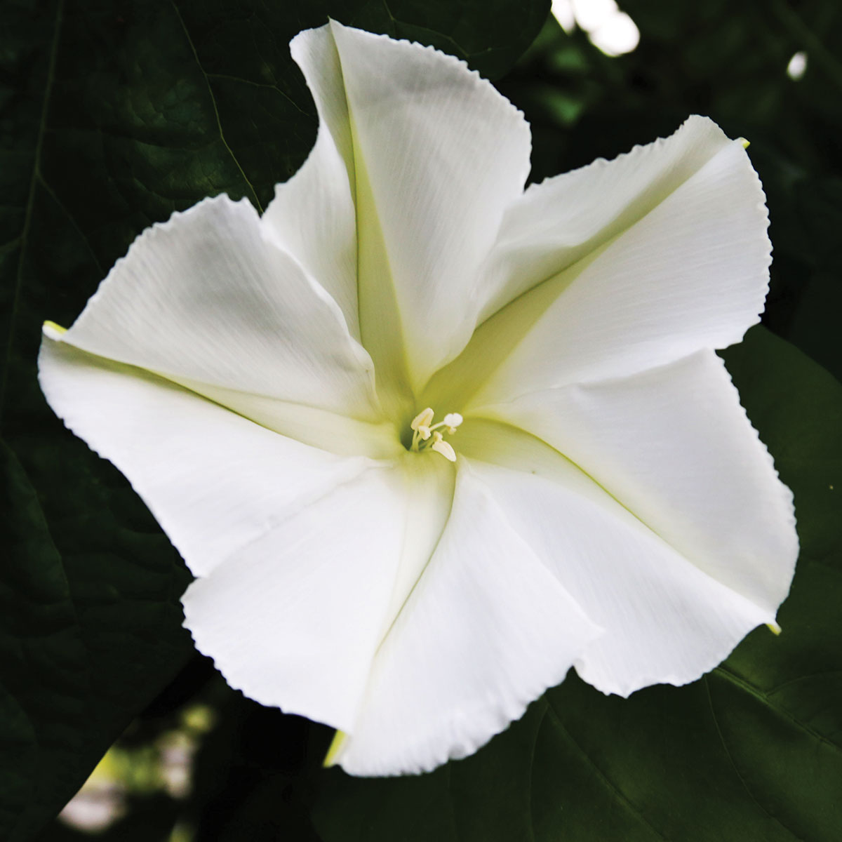 Moonflower White Morning Glory Seeds