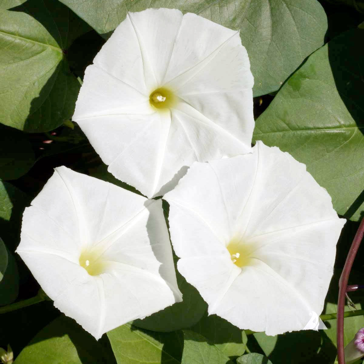 Moonflower White Morning Glory Seeds