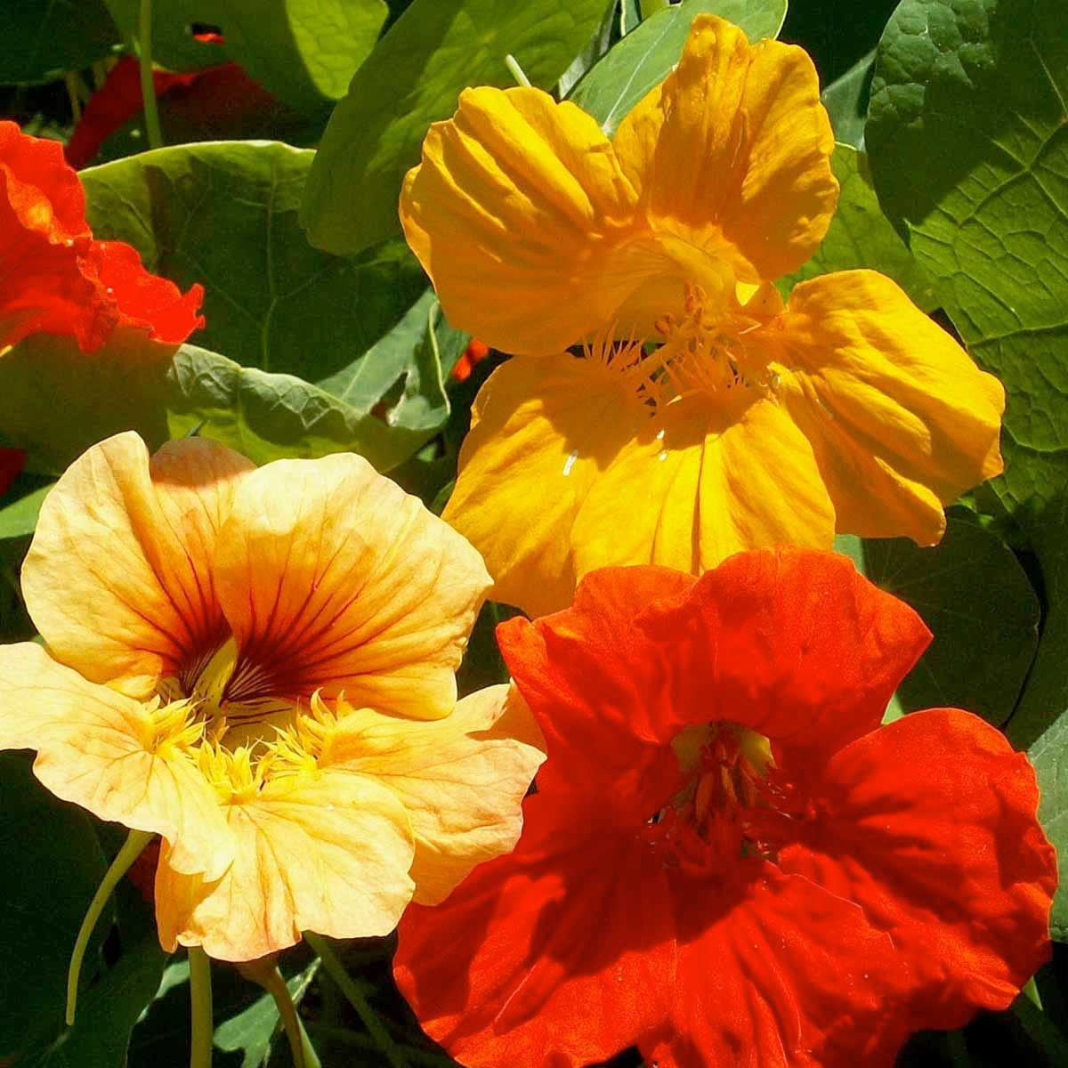 Tall Single Mix Nasturtium Seeds