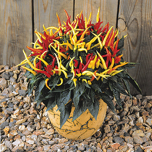 Medusa Sweet (Non Bell) Type Pepper Seeds