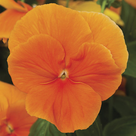 Pure Orange Delta Premium Pansy Seeds